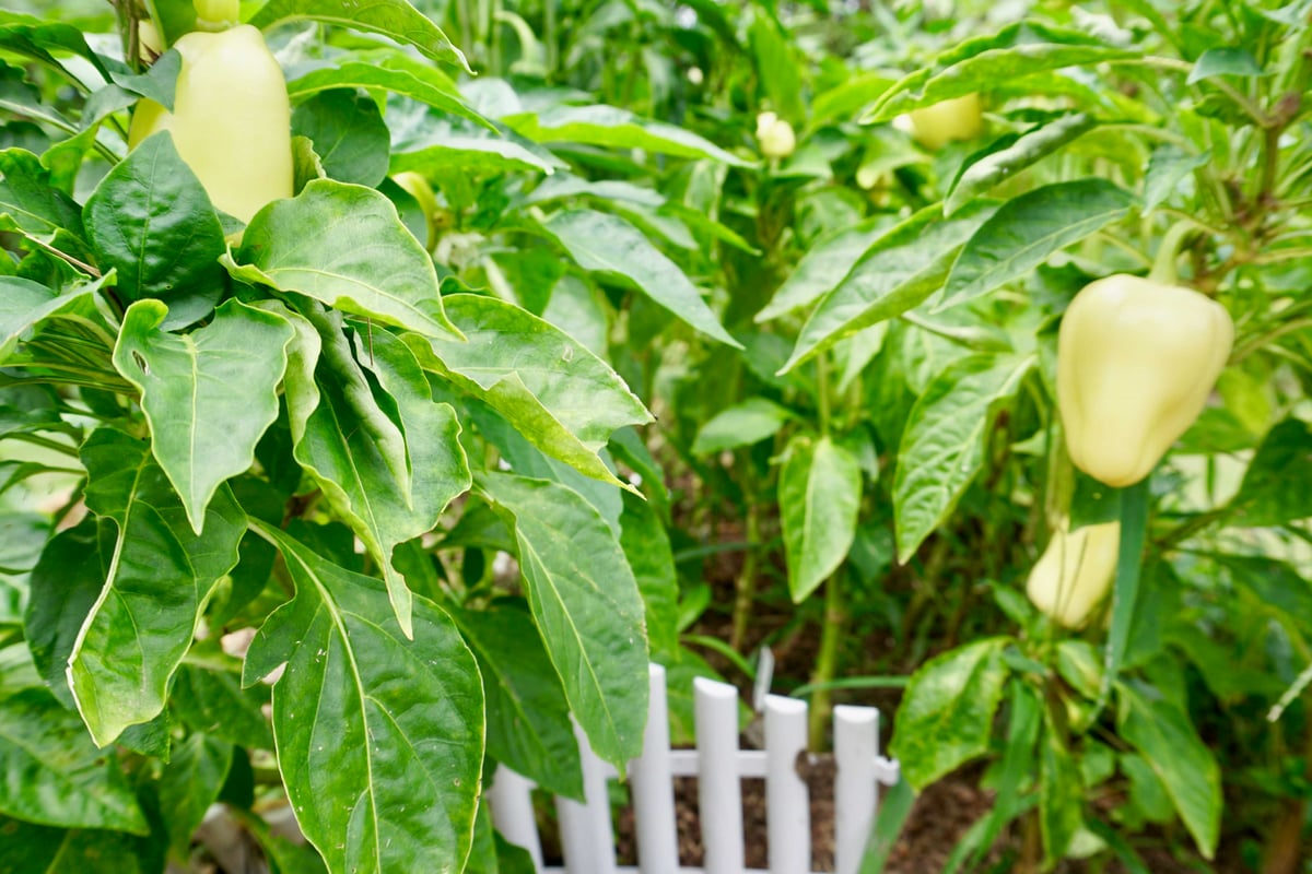 garden for teen recovery MS