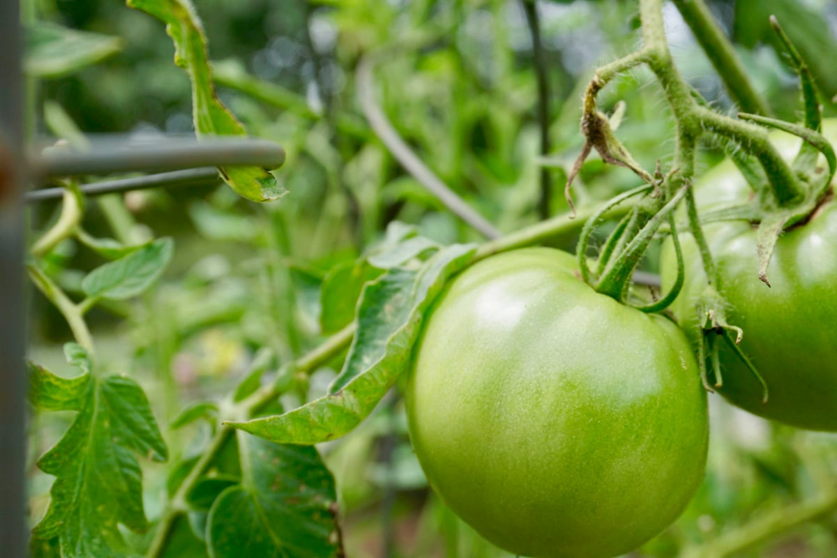 teen gardening recovery MS